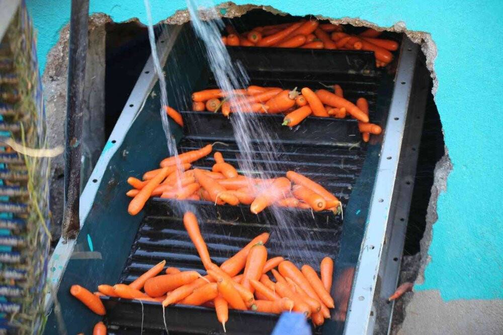 Konya Ovası’nda havuç hasadı