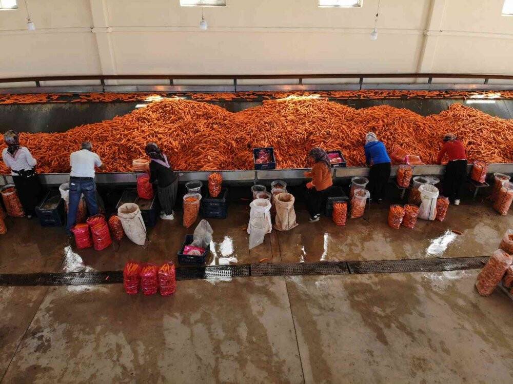 Konya Ovası’nda havuç hasadı