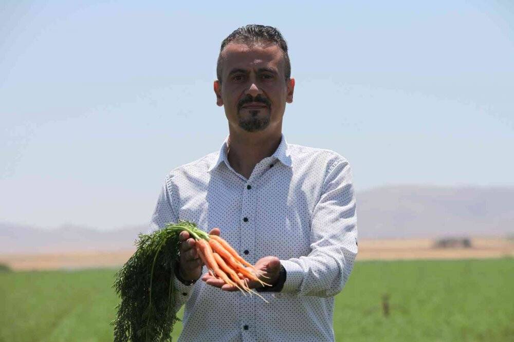 Konya Ovası’nda havuç hasadı