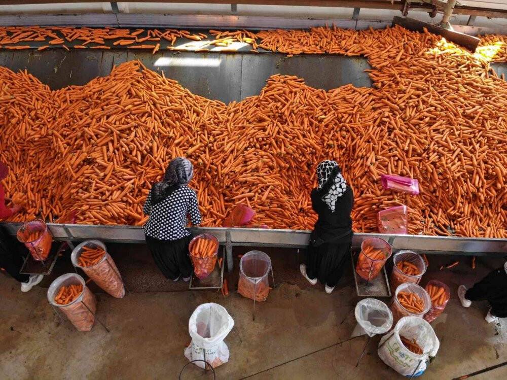 Konya Ovası’nda havuç hasadı