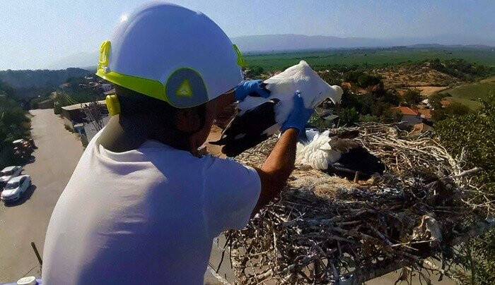Sıcaklar leylekleri de etkiledi, doğaseverler leylekler için harekete geçti