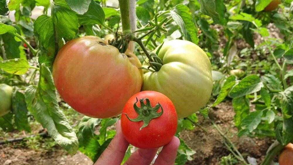 Bu domatesin tanesi 1 kilo geliyor, rengi ile dikkat çekiyor