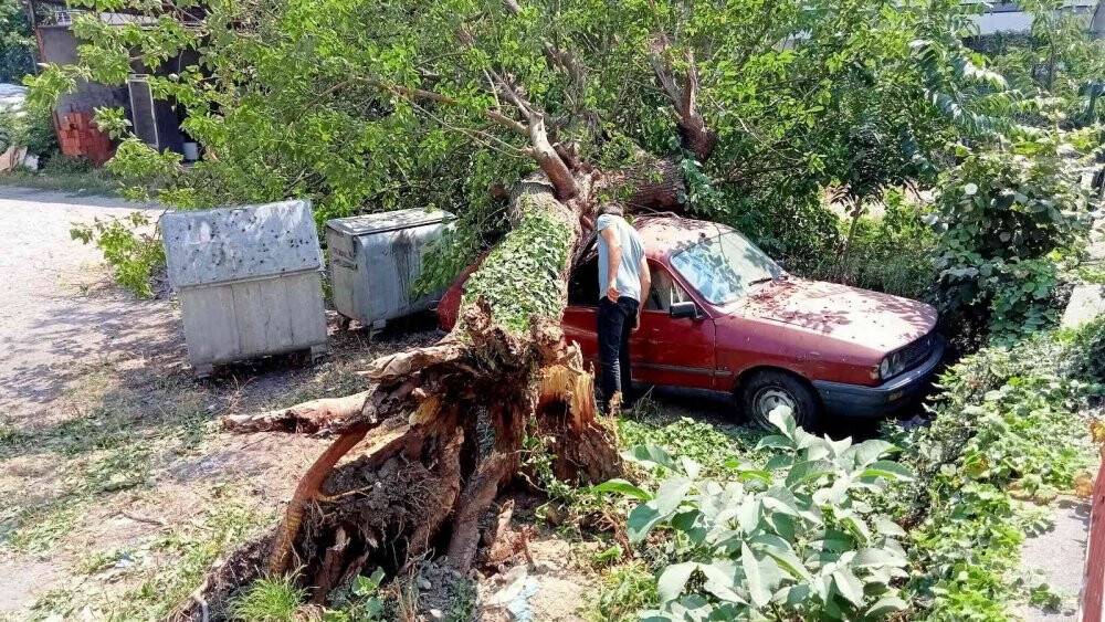 Çürüyen dut ağacı, park halindeki aracın üzerine devrildi