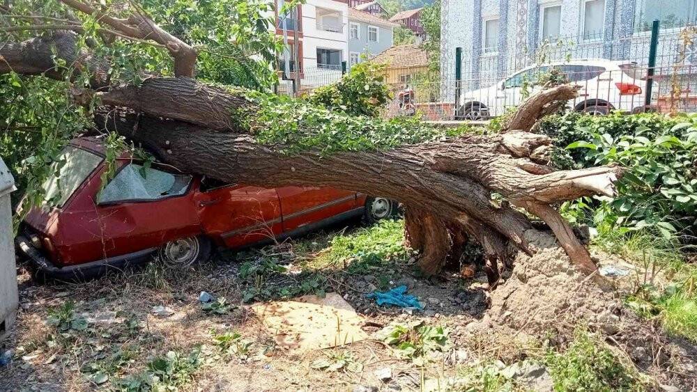 Çürüyen dut ağacı, park halindeki aracın üzerine devrildi