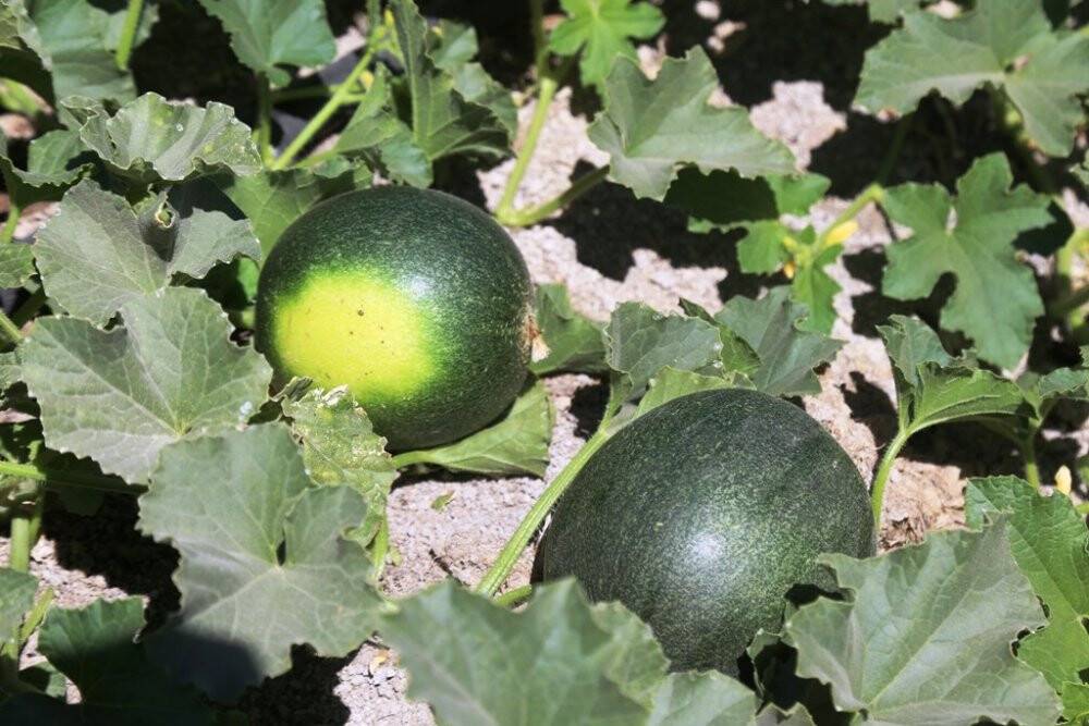 Başkan Oprukçu ve Rektör Zorlu Organik Tarım Projesi’ni inceledi