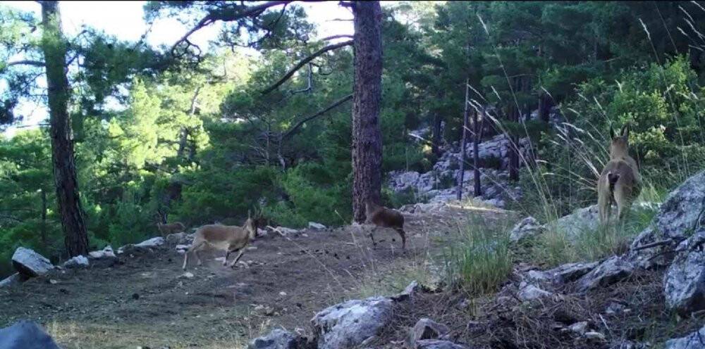 Geyiklerin doğal ortamlarındaki görüntüleri belgeselleri aratmadı