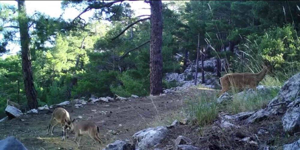 Geyiklerin doğal ortamlarındaki görüntüleri belgeselleri aratmadı