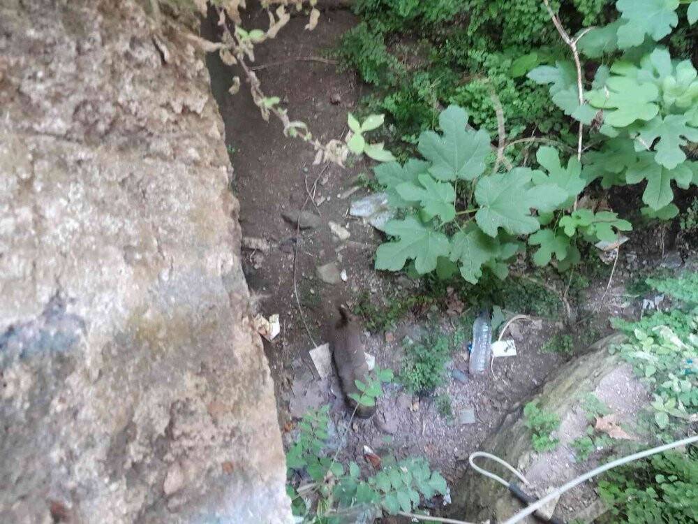 Kuyuya düşen yavru köpeğin imdadına itfaiye ekipleri yetişti
