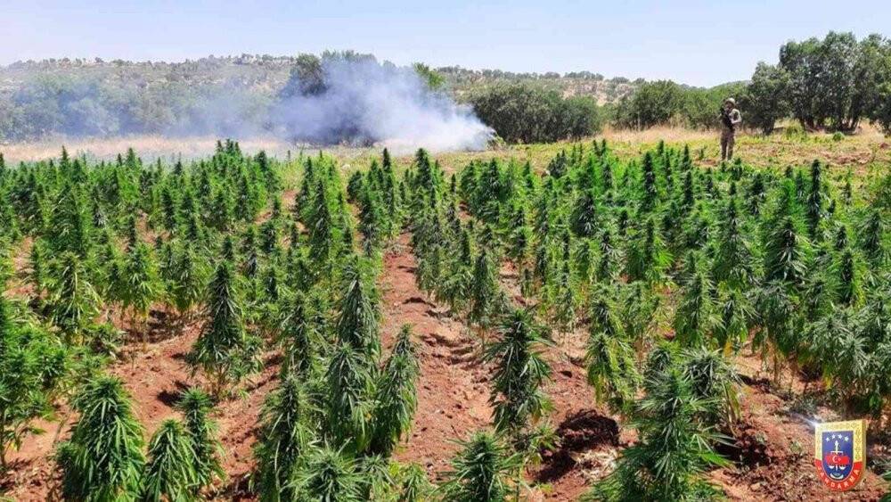 Diyarbakır’da "Eren Abluka" operasyonunda 3 milyon kök Hint keneviri ele geçirildi