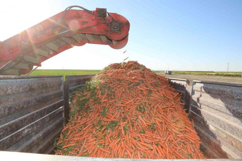 Başkan Altay  havuç hasadına katıldı