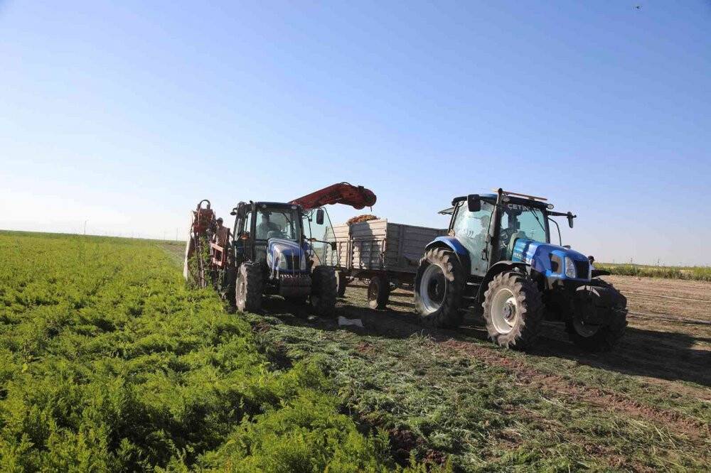 Başkan Altay  havuç hasadına katıldı