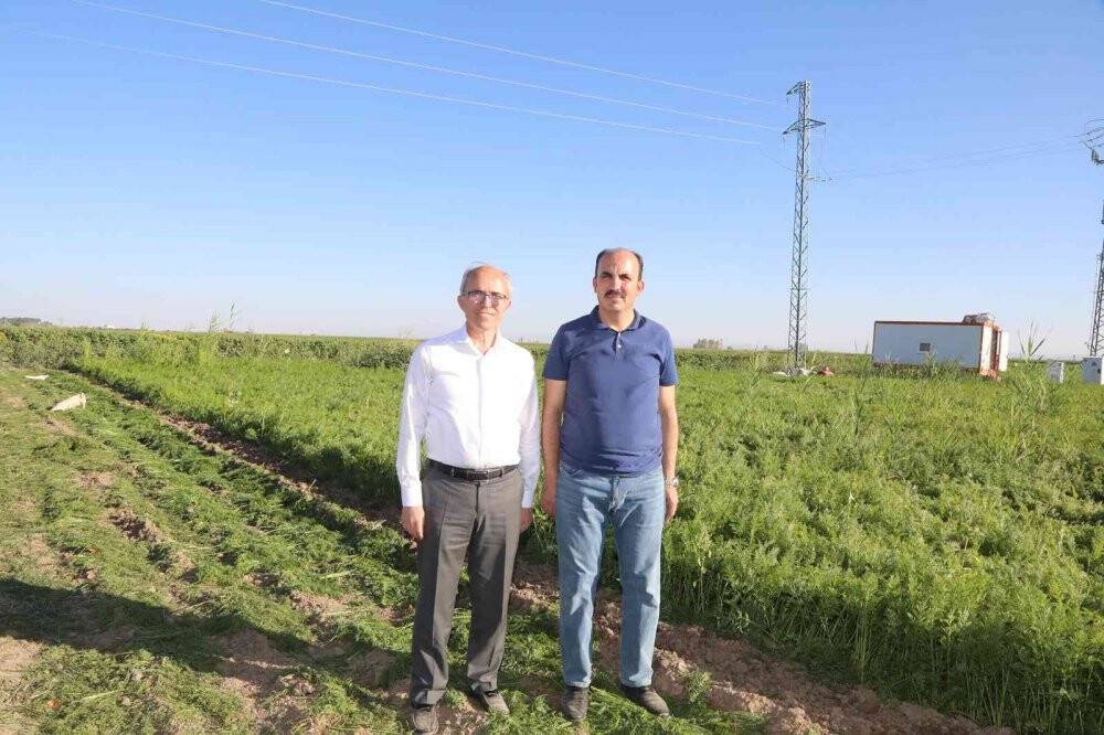 Başkan Altay  havuç hasadına katıldı