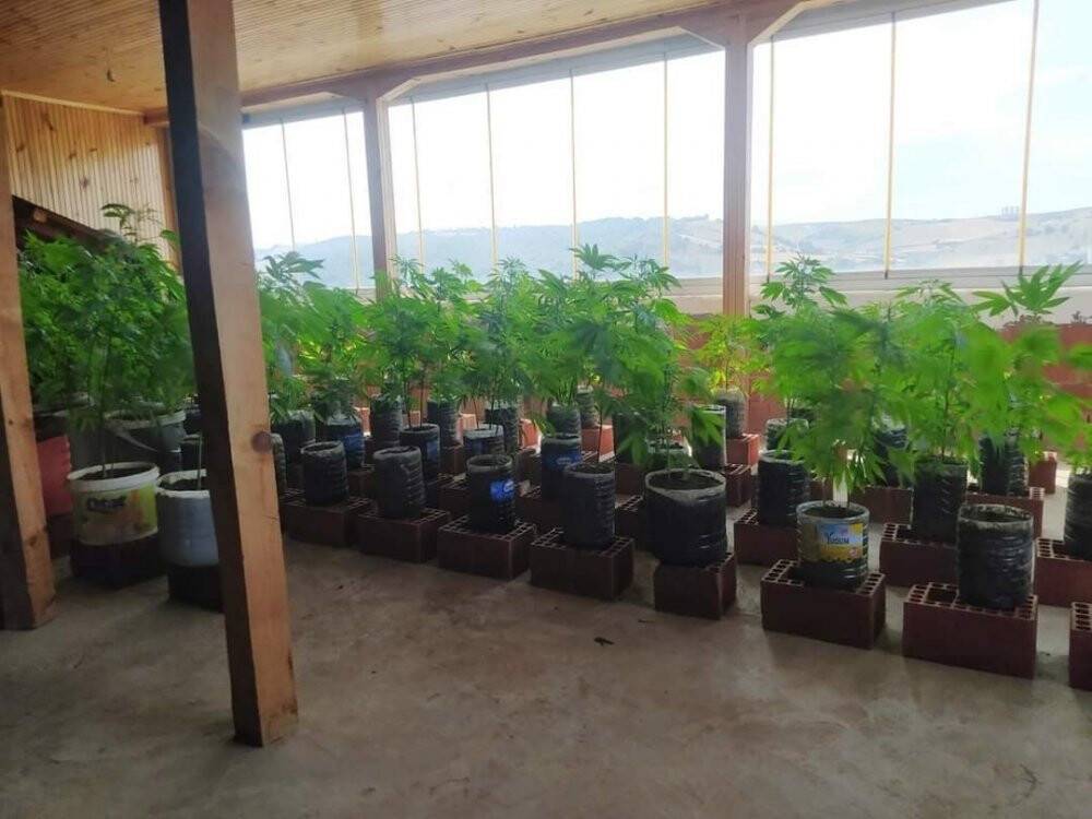 Evin kapalı terasında 92 kök kenevir ele geçirildi