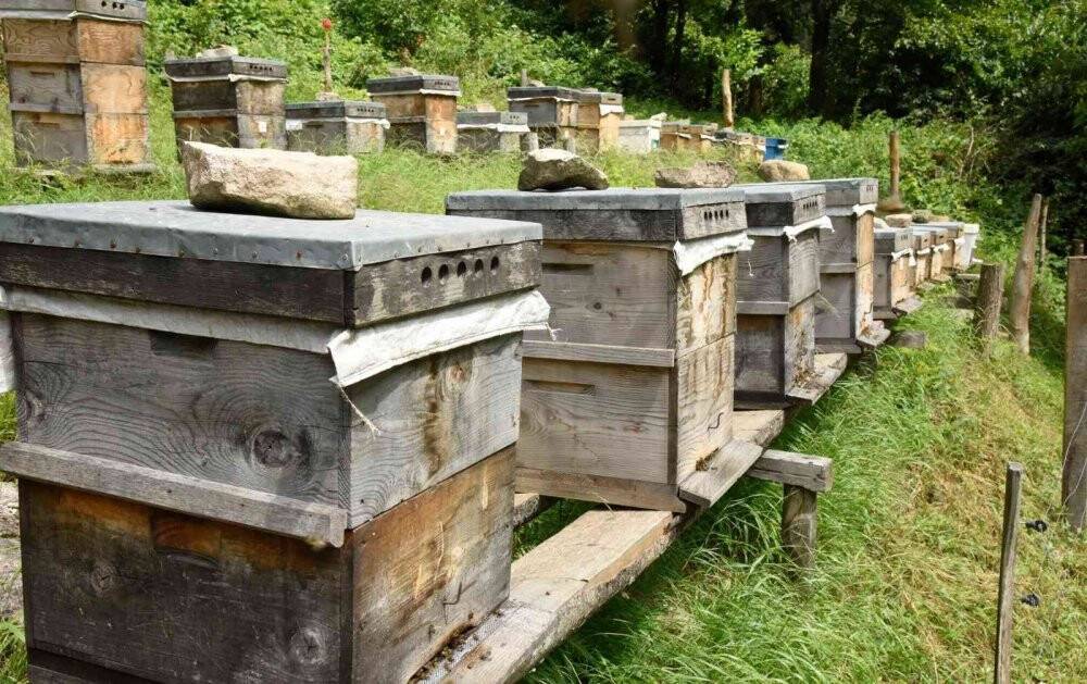 Bal ormanları arıcıların hizmetine açılmaya devam ediyor