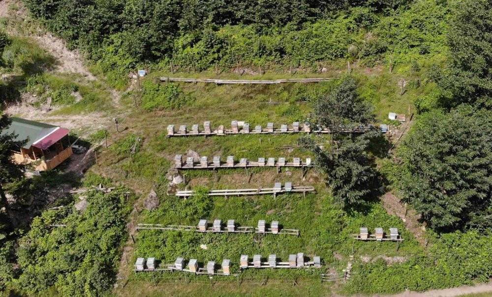 Bal ormanları arıcıların hizmetine açılmaya devam ediyor