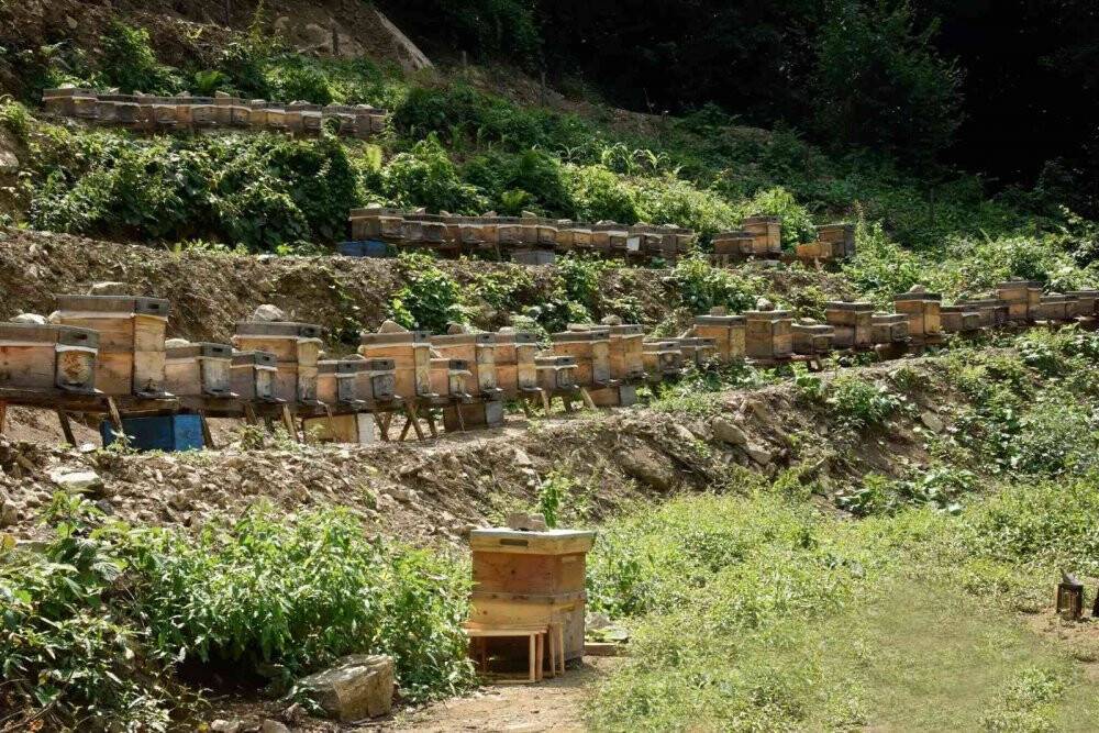 Bal ormanları arıcıların hizmetine açılmaya devam ediyor