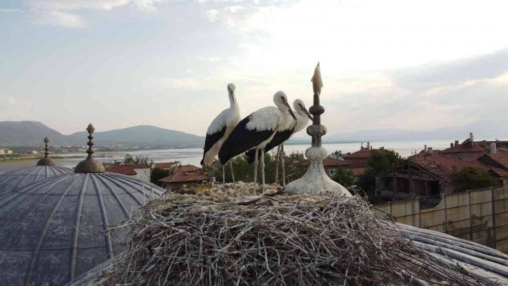 Tarihi bedesten üzerine yuva yapan leylekler ilgi odağı haline geldi