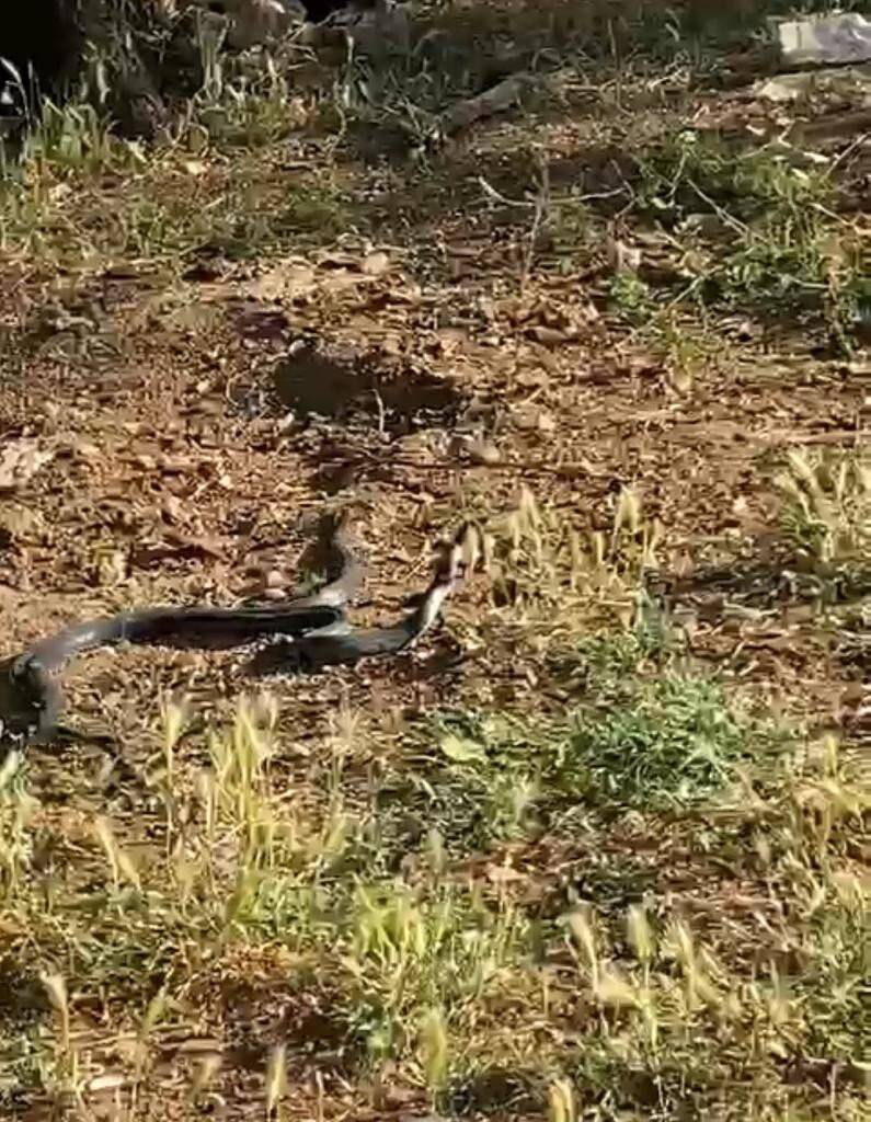 Vatandaşlar dans eden 2 metrelik yılanları görüntüledi