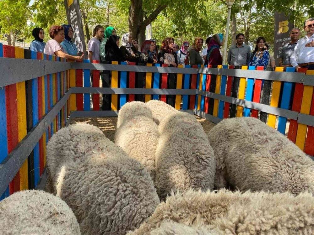 5 ton atık topladı, 10 kuzu kazandı