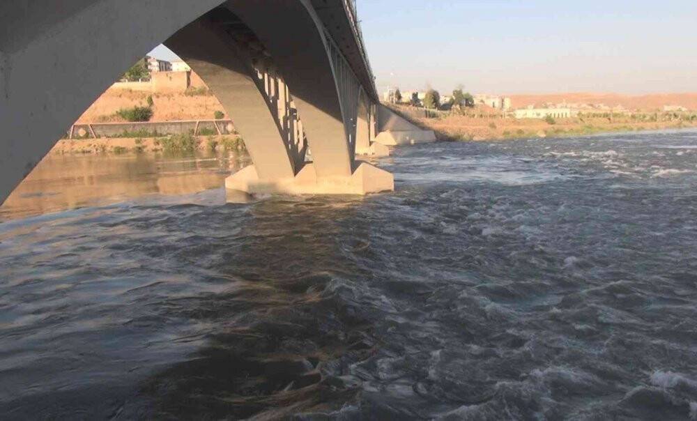 Dicle Nehri’nde ’su samuru’ görüntülendi