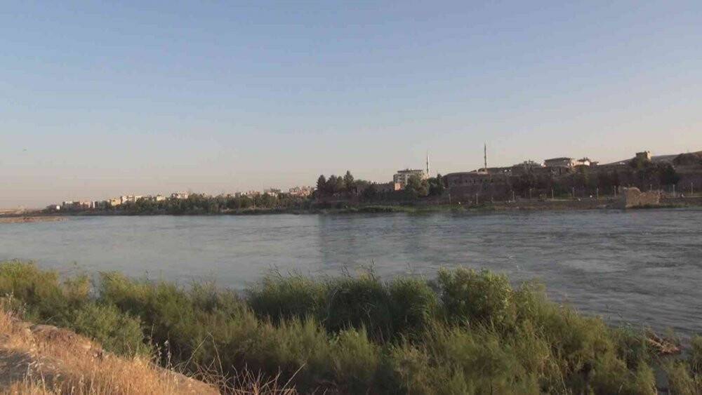 Dicle Nehri’nde ’su samuru’ görüntülendi