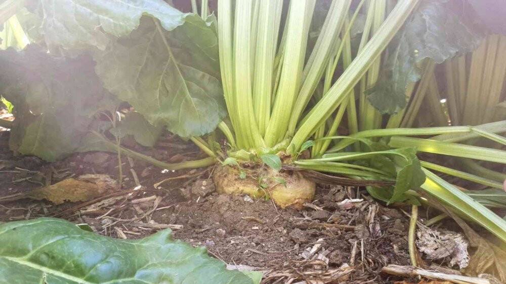 Ayçiçeği ve şeker pancarı rekoltesi tahminlerin üzerinde seyrediyor