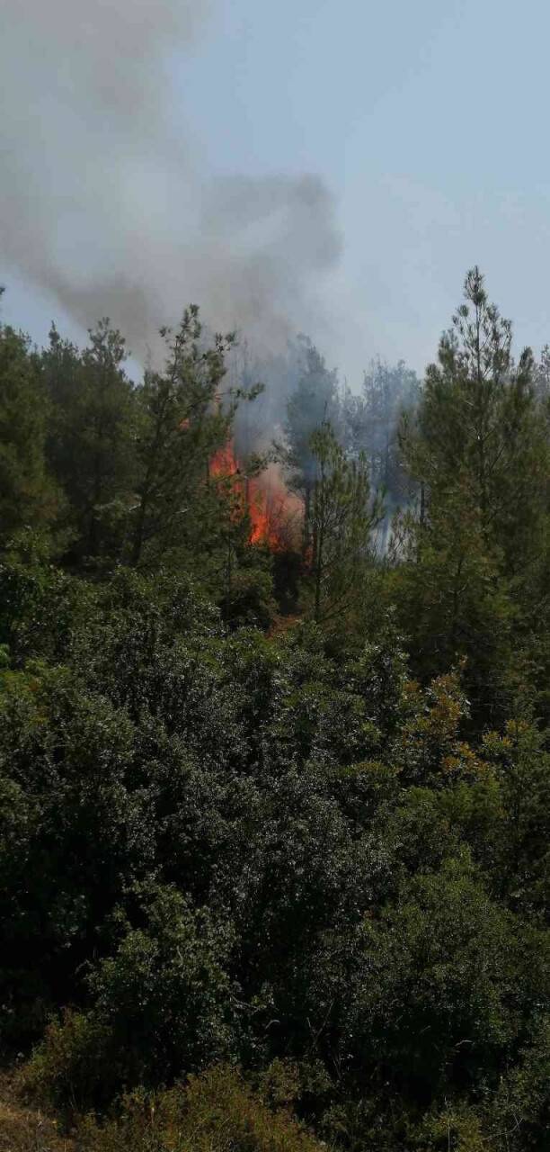 Tokat’ta orman yangını