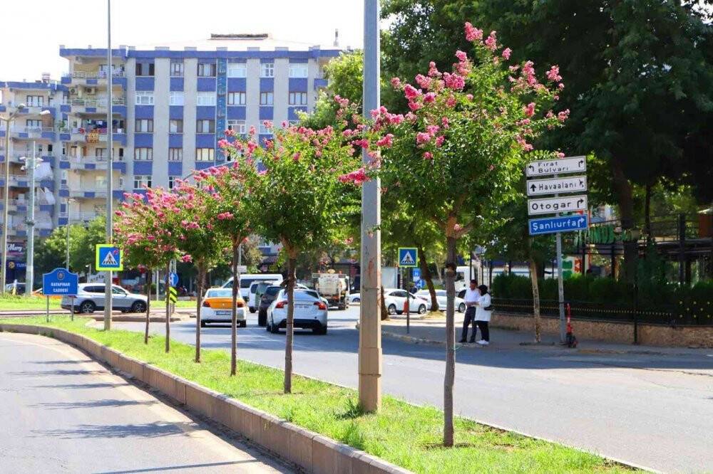 Caddelere 2 bin Oya ağacı dikildi