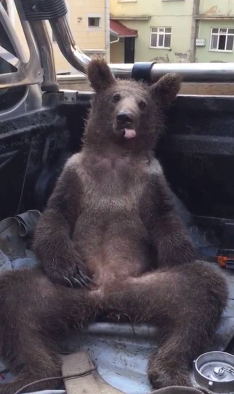 Fazla bal yiyen ayı işte böyle kendinden geçti