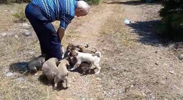 Ormana bırakılan yavru köpekler tepki çekti
