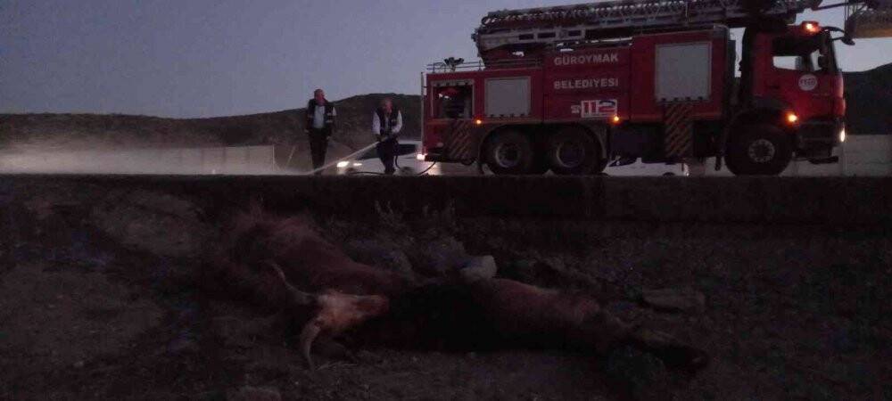 Otomobil sürüye çarptı, 30 koyun telef oldu