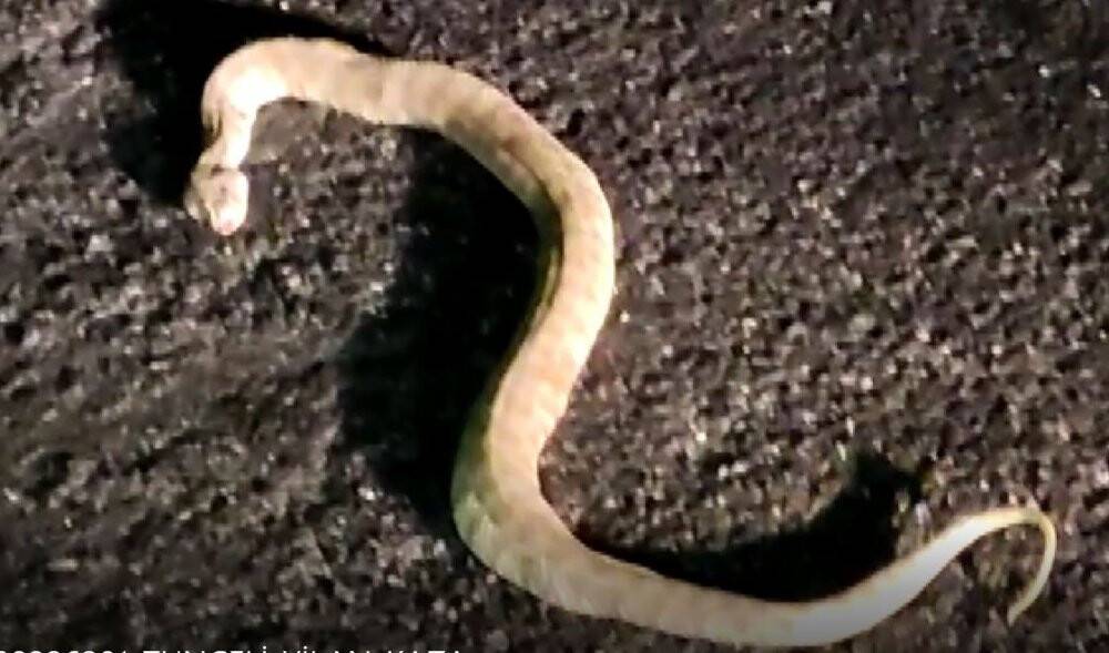 Yaralı yılanı görünce aracını durdurdu