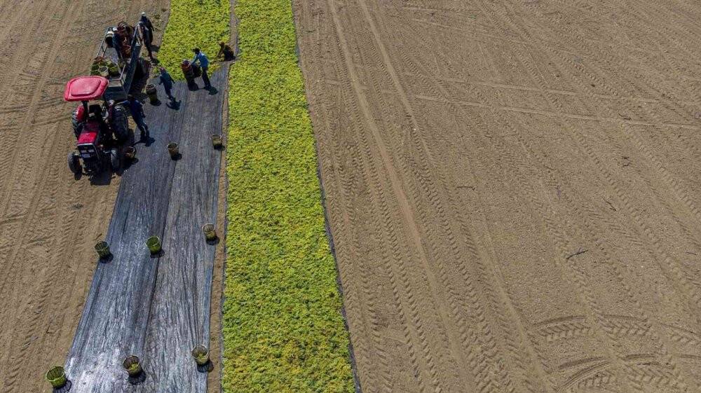 Cumhurbaşkanı Erdoğan’ın üzüm fiyatını açıklayacağı Manisa’da heyecanlı bekleyiş