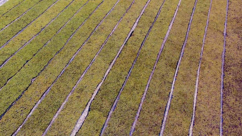 Cumhurbaşkanı Erdoğan’ın üzüm fiyatını açıklayacağı Manisa’da heyecanlı bekleyiş