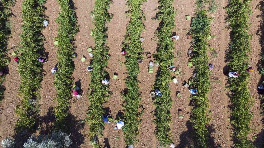 Cumhurbaşkanı Erdoğan’ın üzüm fiyatını açıklayacağı Manisa’da heyecanlı bekleyiş