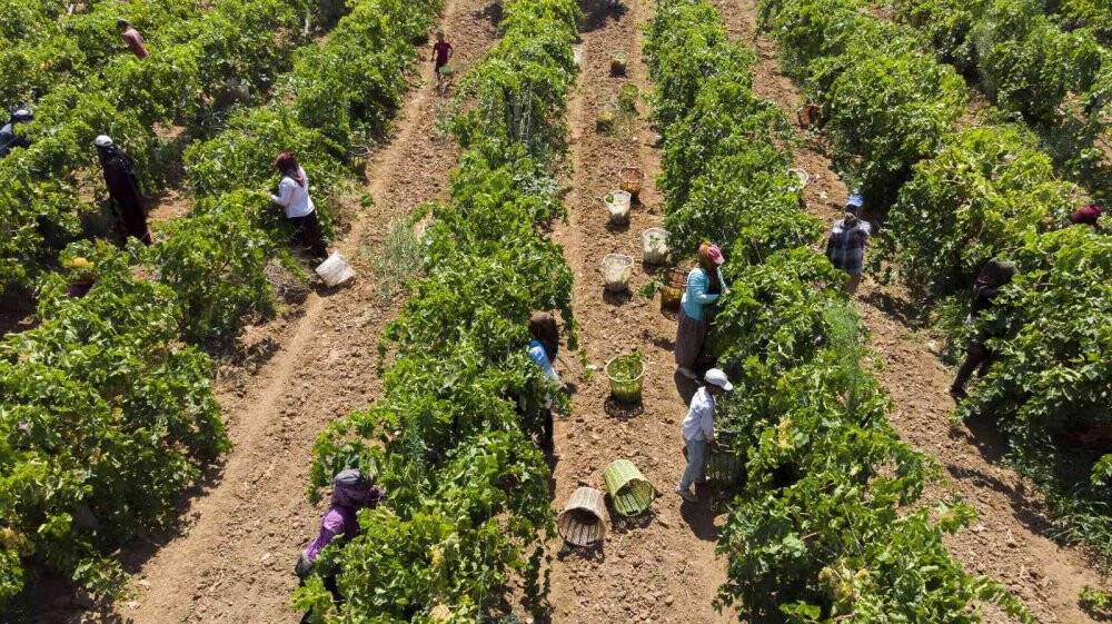 Cumhurbaşkanı Erdoğan’ın üzüm fiyatını açıklayacağı Manisa’da heyecanlı bekleyiş