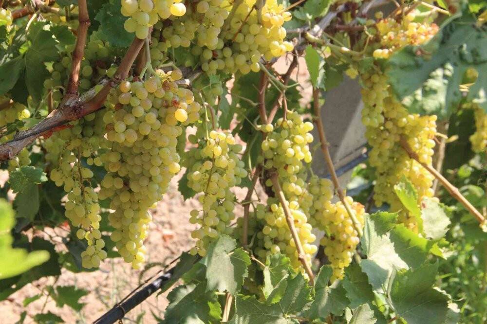 Cumhurbaşkanı Erdoğan’ın üzüm fiyatını açıklayacağı Manisa’da heyecanlı bekleyiş