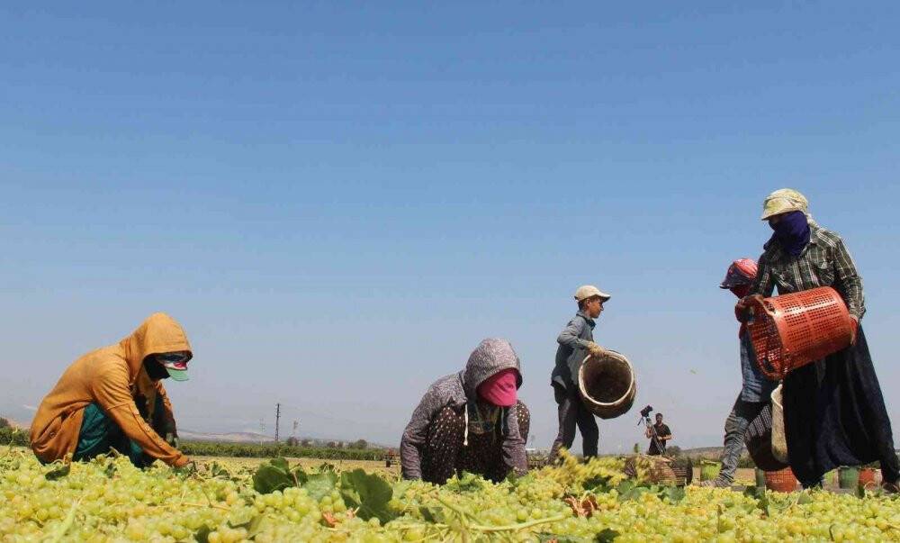 Cumhurbaşkanı Erdoğan’ın üzüm fiyatını açıklayacağı Manisa’da heyecanlı bekleyiş