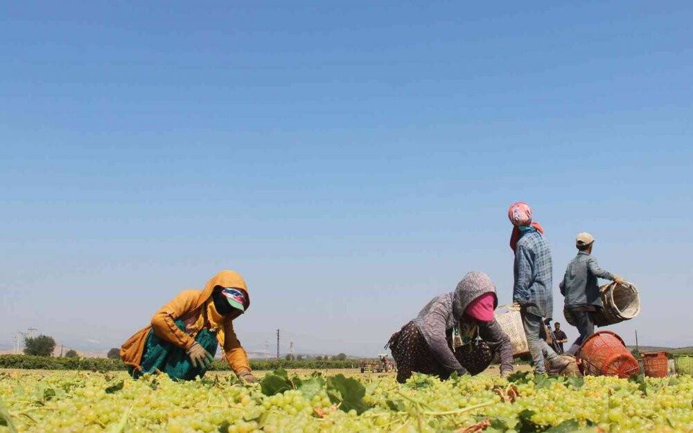 Cumhurbaşkanı Erdoğan’ın üzüm fiyatını açıklayacağı Manisa’da heyecanlı bekleyiş