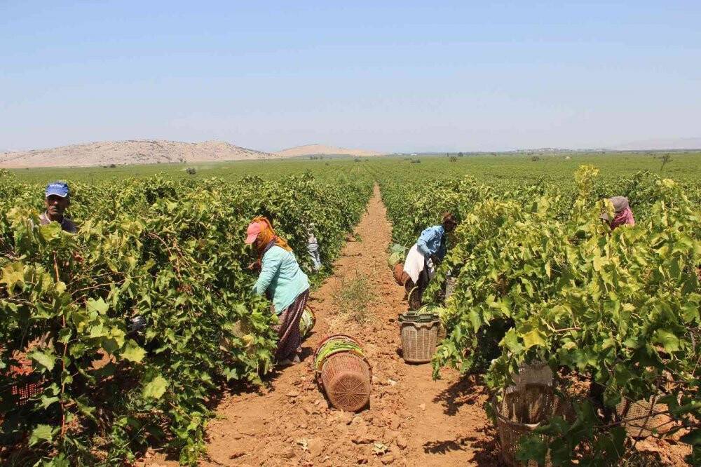 Cumhurbaşkanı Erdoğan’ın üzüm fiyatını açıklayacağı Manisa’da heyecanlı bekleyiş