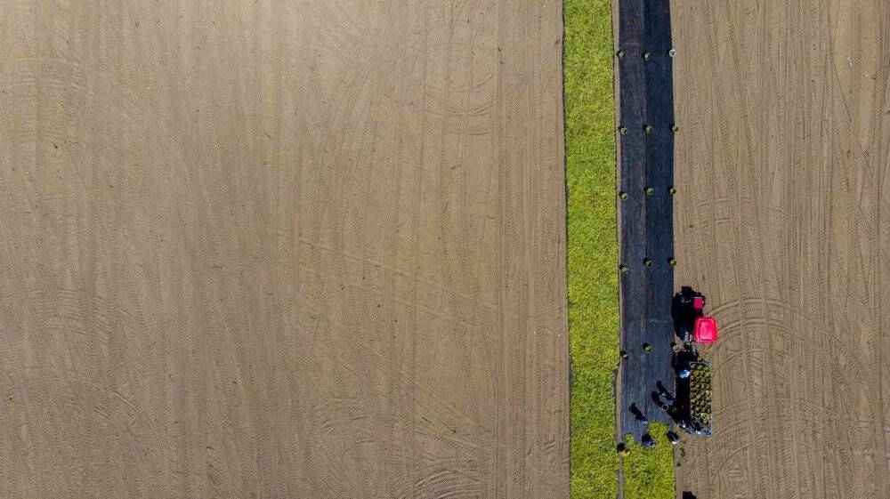 Cumhurbaşkanı Erdoğan’ın üzüm fiyatını açıklayacağı Manisa’da heyecanlı bekleyiş