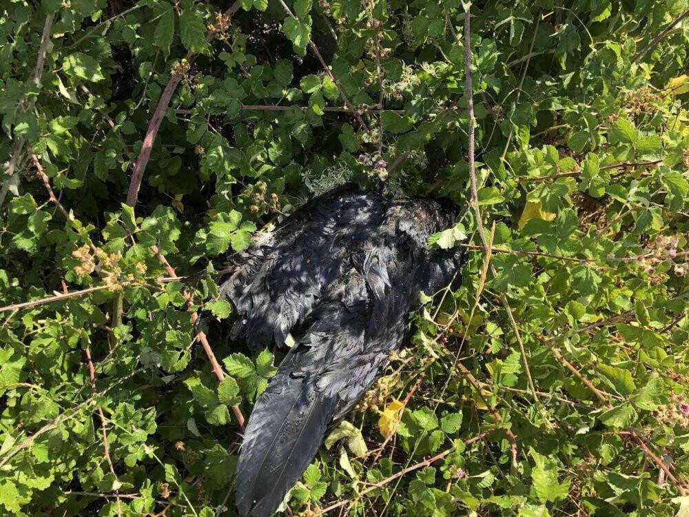 Yüksek gerilime kapılan karga az daha köyü yakacaktı