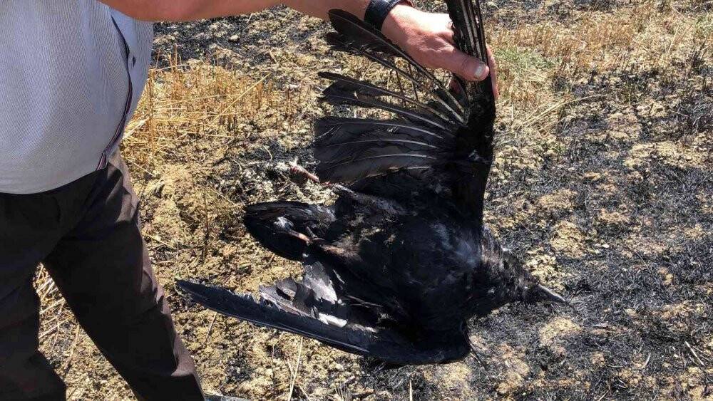 Yüksek gerilime kapılan karga az daha köyü yakacaktı