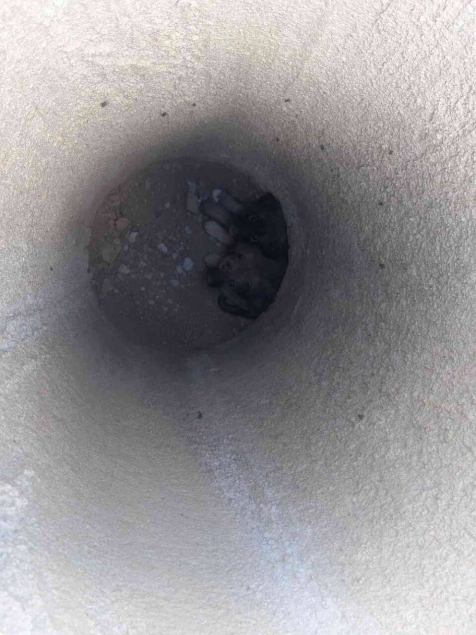Beton çukura düşen 2 yavru köpek kurtarıldı