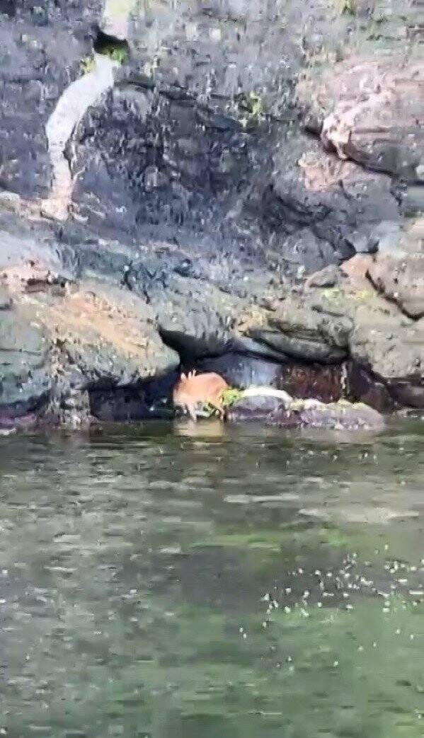 Bu kez insan değil geyik kurtardılar