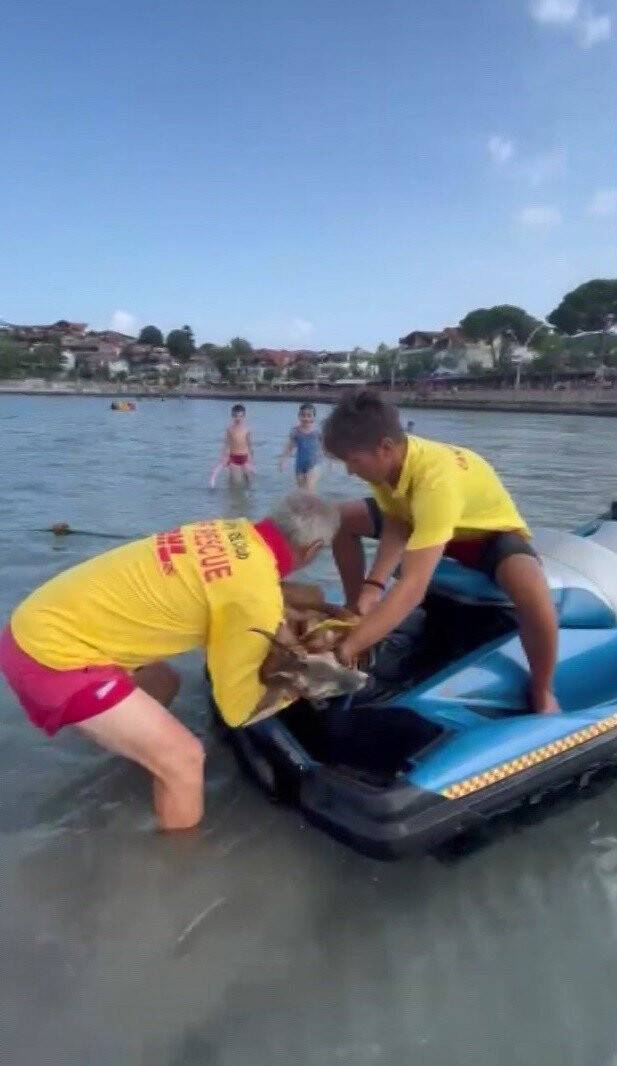 Bu kez insan değil geyik kurtardılar