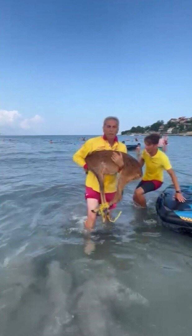 Bu kez insan değil geyik kurtardılar