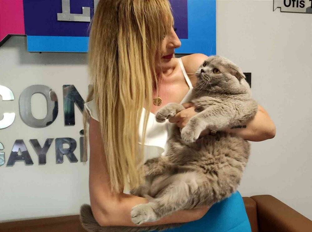 Obez kedi tam 8,5 kilo ağırlığında