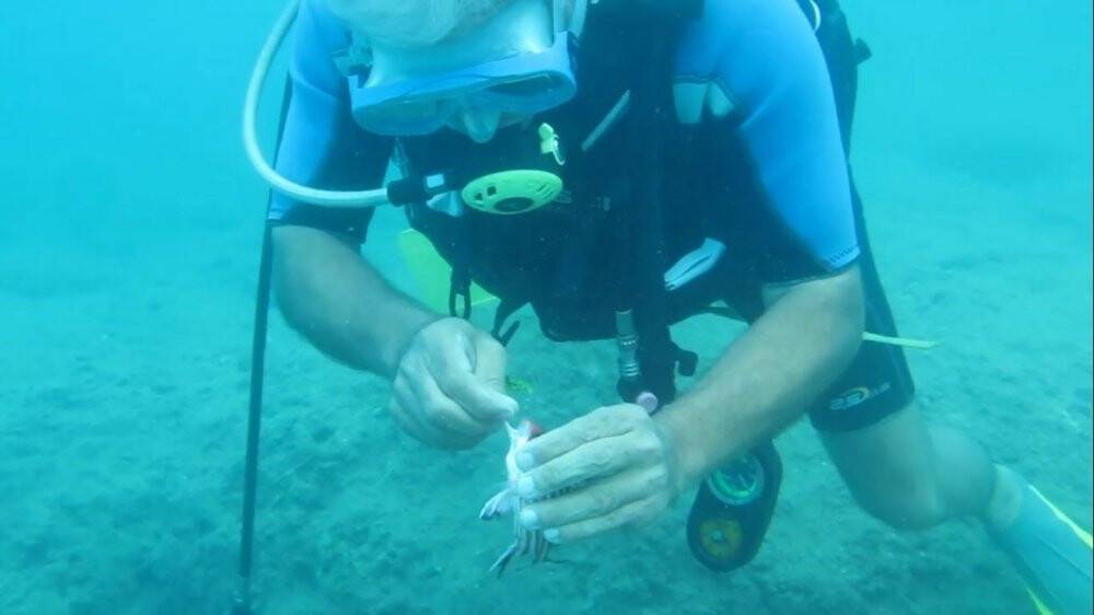 Antalya’da balık ısırma şikayetleri arttı, uzman isim açıklama yaptı