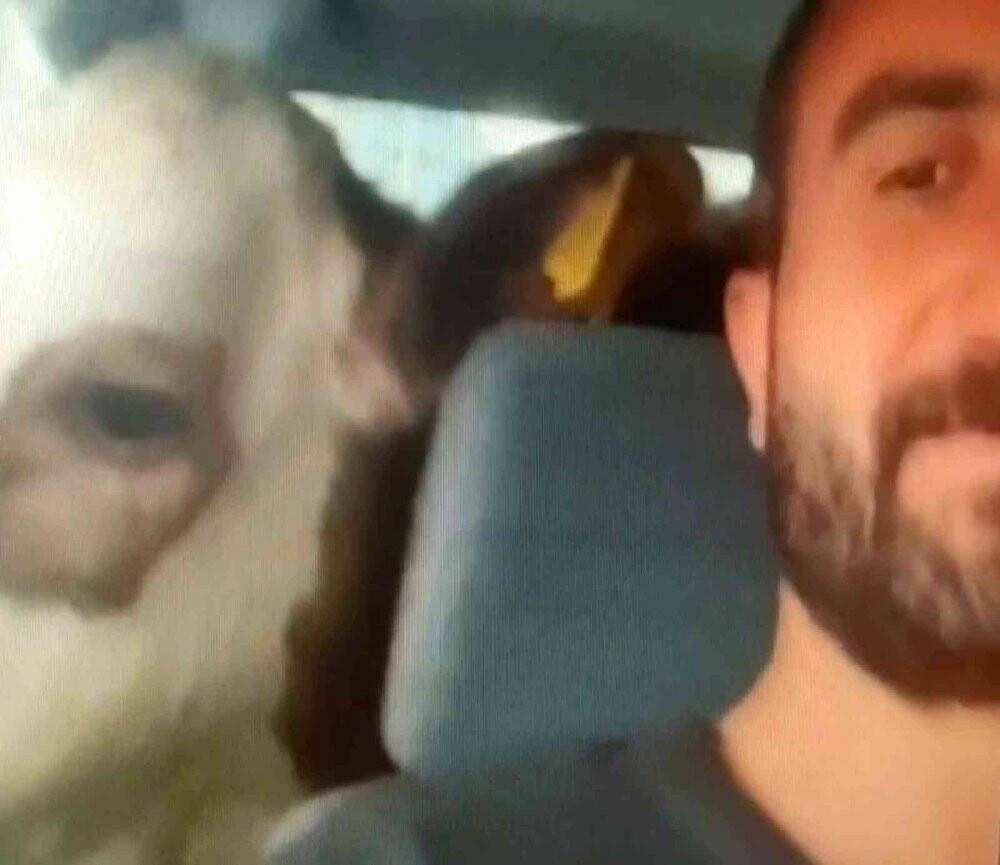 Depresyona giren buzağısını arabaya bindirip gezdirdi